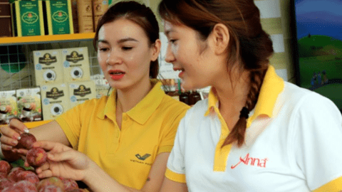Mận hậu trái vụ được “săn đón” nhờ ứng dụng khoa học vào sản xuất