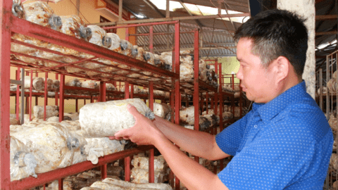 HTX sản xuất nấm sạch ở Nam Định vinh dự được Thủ tướng Chính phủ tặng Bằng khen