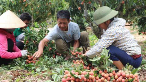 Doanh nghiệp Nhật Bản, Trung Quốc trực tiếp giám sát vải thiều xuất khẩu