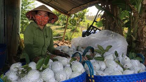 Ổi lê Cao Lãnh được cấp chứng nhận nhãn hiệu