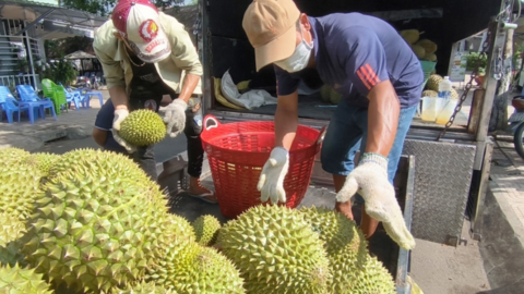 Sầu riêng tăng giá