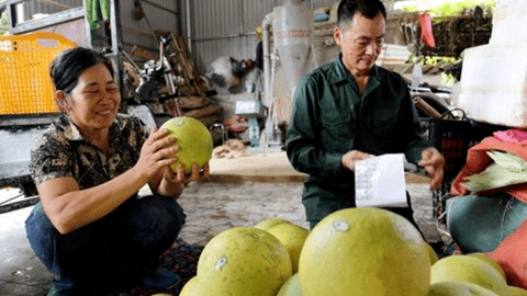 Tuyên Quang phát triển các loại cây ăn quả chủ lực, đặc sản