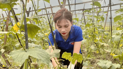 Lai Châu: Thanh niên Hua Nà làm giàu từ trồng ổi, nuôi hươu sao