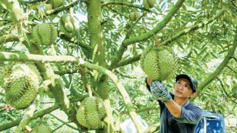 Gia tăng giá trị sầu riêng với phân bón hữu cơ 