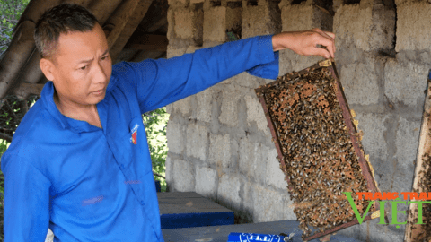 Hưởng lợi từ nghị quyết 07, nông dân Tân Uyên mạnh dạn tăng đàn đại gia súc, nuôi ong lấy mật