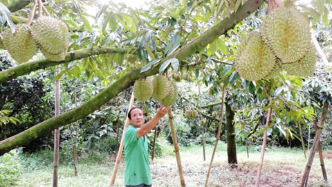 Phát triển 'nóng" các loại nông sản ở Tây Nguyên: Đâu là giải pháp?