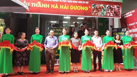 Đưa vải thiều Thanh Hà chuẩn xuất khẩu đến với người dân Thủ đô