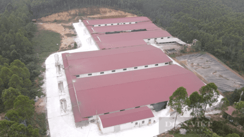 7.700m2 đất rừng thành trang trại nuôi lợn ở Vĩnh Phúc: Không tự tháo dỡ, sau 31/8 sẽ tiến hành cưỡng chế?