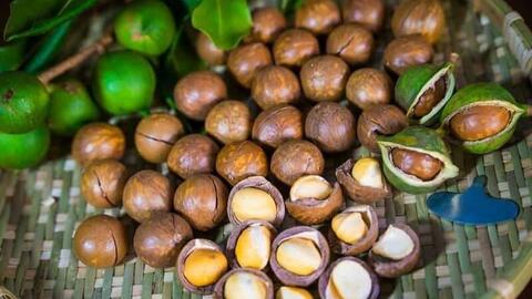 Ứng dụng công nghệ sinh học đa dạng hóa sản phẩm từ mắc ca