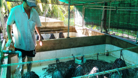 Lươn thịt giảm giá 