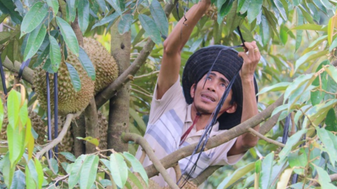 Sầu riêng non rụng đầy gốc, nhà vườn xót điếng người