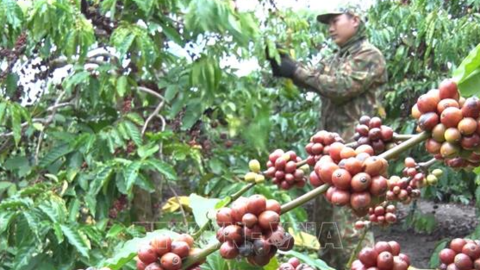 Nghịch lý cà phê tăng giá nhưng người nông dân không vui