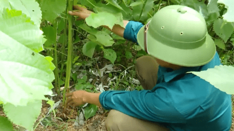 Cây gai xanh: Giúp đồng bào dân tộc thiểu số Sơn La  chuyển đổi cây trồng hiệu quả