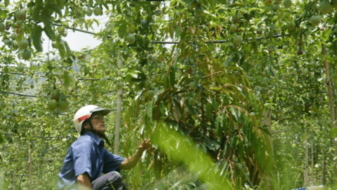 Đắk Nông: "Hụt hơi" theo chanh dây
