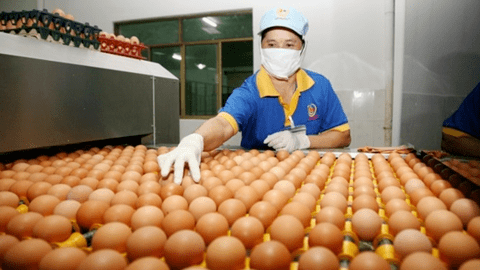 Công bố hạn ngạch thuế quan nhập khẩu muối, trứng gia cầm năm 2023