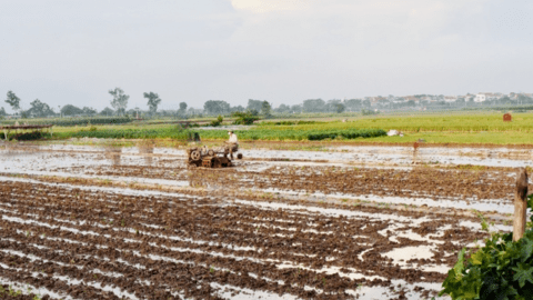Mê Linh chuẩn bị sẵn sàng cho sản xuất lúa vụ Mùa 2023