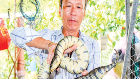 Nuôi rắn ri voi cho thu nhập cao 