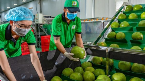 Rau quả Việt xuất ngoại tăng cao kỷ lục