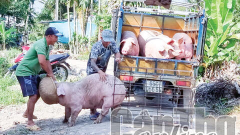 Heo hơi tăng giá, người chăn nuôi heo vẫn còn gặp khó! 