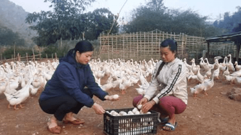 Nuôi vịt thả suối, ăn rêu đá, một nông dân ở Nậm Pồ thoải mái thu tiền