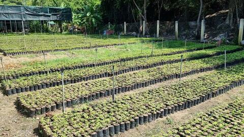Ninh Thuận trồng mới hơn 1.120 ha rừng thay thế