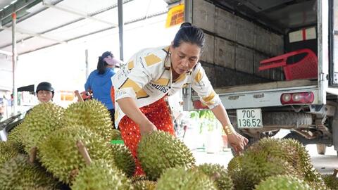 Phát triển bền vững cây sầu riêng trên đất Tây Ninh