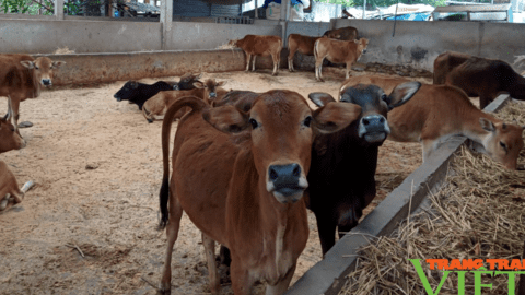 Nông dân Sơn La phát triển chăn nuôi gia súc theo hướng bền vững