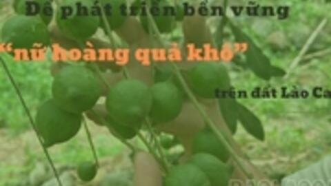 'Nữ hoàng quả khô' trên đất Lào Cai là cây gì mà nông dân kỳ vọng ghê gớm?