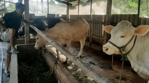 Giá bò thương phẩm tại Tiền Giang, Bến Tre giảm mạnh, nông dân khốn khổ, không có lãi