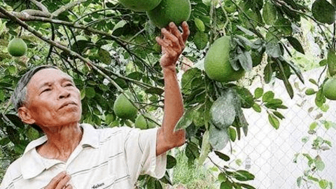 Ở vùng đất gò đồi này, nông dân trồng thanh trà, bưởi da xanh, cam sai chi chít quả, có bao nhiêu cũng bán hết
