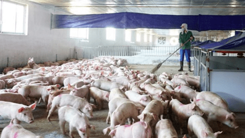 Phát triển chăn nuôi tuần hoàn gắn với liên kết tiêu thụ sản phẩm