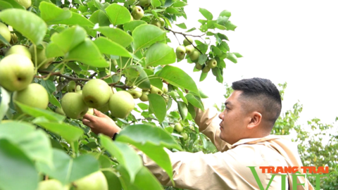 Nông dân Tam Đường khá giả nhờ trồng lê VH6