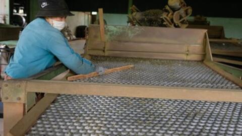 Chuẩn hoá dây chuyền sản xuất, tăng chất lượng cho sản phẩm chè Lâm Đồng