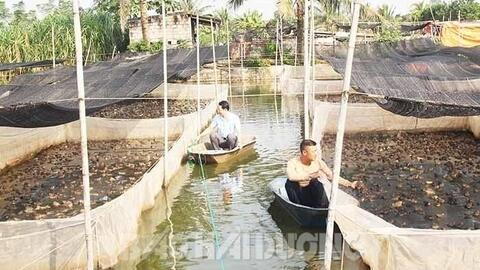 Cho cá rô đồng sống chung ao với ếch, anh nông dân tên Loạn ở Hải Dương làm thế nào mà thu bộn tiền