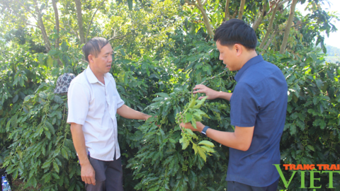 Phân bón Sông Lam Tây Bắc đồng hành cùng nông dân làm giàu