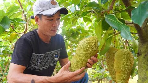 Anh Nguyễn Hữu Khang lai tạo thành công giống mít hương vị sầu riêng