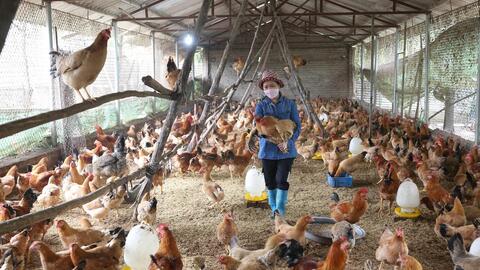 Chăn nuôi tuần hoàn giúp người nuôi lợn ở Hà Nội tăng hiệu quả kinh tế 15 - 20%