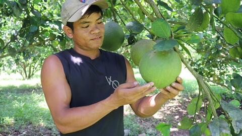 Ninh Thuận đẩy mạnh chuyển đổi cây trồng để nâng cao hiệu quả sản xuất