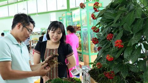 Gần 100 kg sâm Ngọc Linh tươi được chào bán tại phiên chợ lần thứ 56