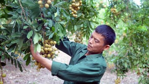 Xây dựng thương hiệu nhãn Sông Mã