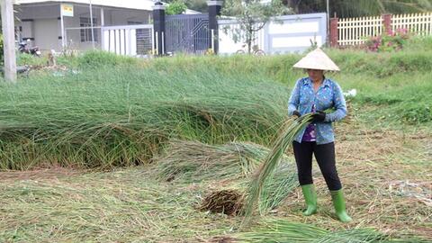 Trà Vinh: Khuyến khích nông dân ứng dụng khoa học trong chuyên canh cây màu