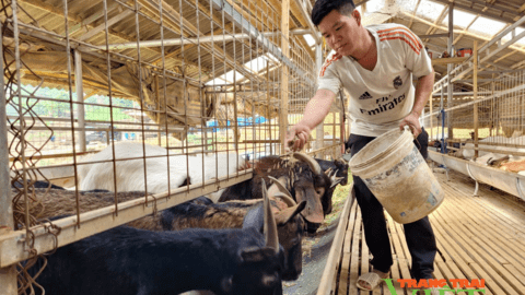 Điện Biên: Những nông dân làm giàu ngay trên đồng đất quê hương