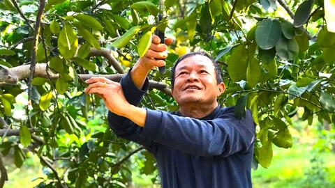 Người tiên phong đưa cây bưởi về Thượng Mỗ