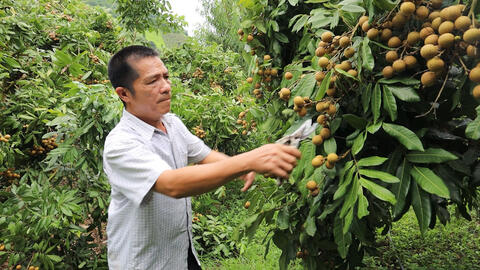 Mùa nhãn chín ở huyện biên giới, giúp nông dân thu bội tiền