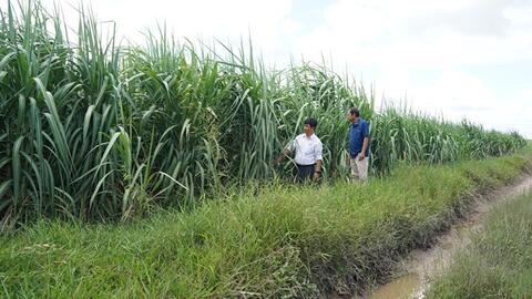 Tây Ninh ứng dụng cơ giới hóa để cây mía “ngọt” hơn