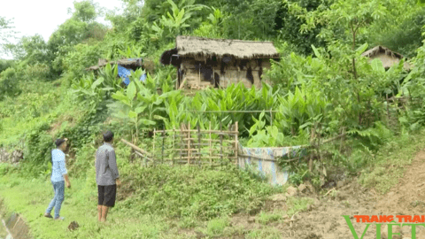 Nông dân Sìn Hồ của Lai Châu có nhiều giải pháp giải thiệt hại do thiên tai, mưa lũ