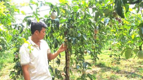 Ồ ạt trồng loại trái cây này khi giá cao giờ nông dân nếm 'trái đắng' lúc thu hoạch