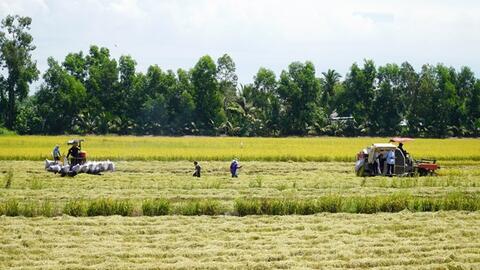 Phát triển bền vững Đồng bằng sông Cửu Long: Thuận thiên để thích ứng (Bài cuối)