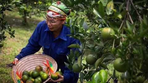 Cao Phong đang sốt với loại quả vỏ mỏng, tép vàng, không hạt; có thể dùng tay bóc vỏ ăn trực tiếp