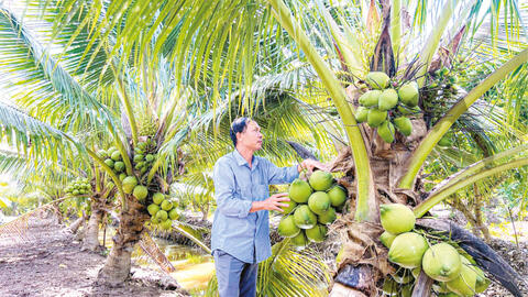 Đưa dừa tươi sang thị trường Mỹ 